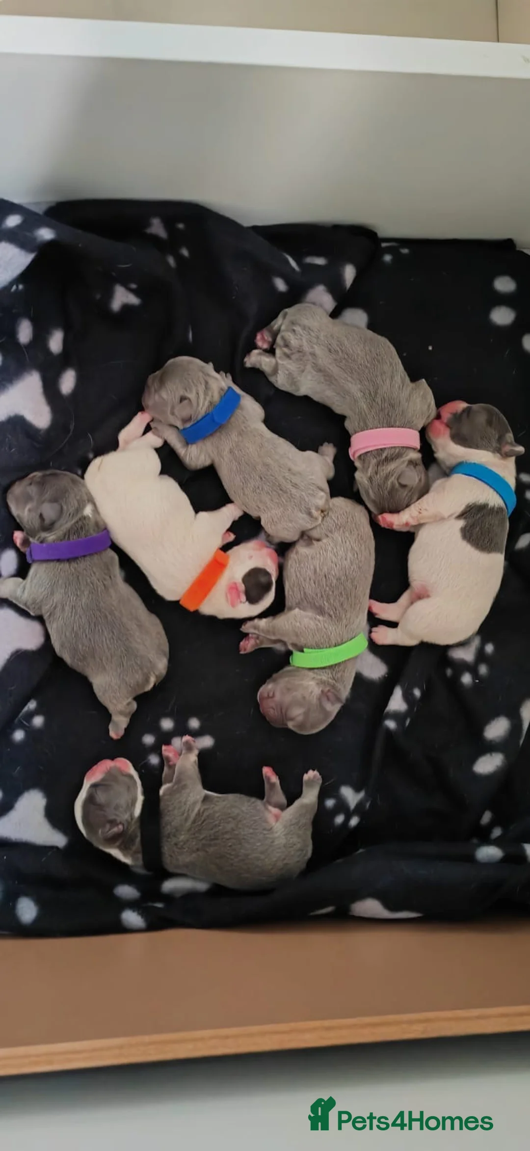 French Bulldog dogs for stud: 🌟HEALTH TESTED L4 FLUFFY CARRIER🌟 in Wishaw - Advert 5