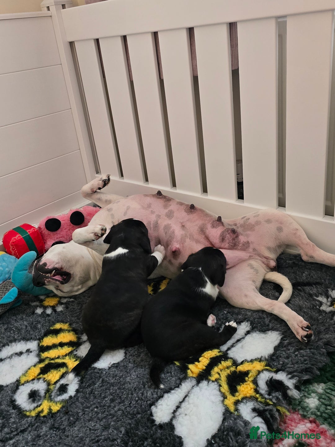 Staffordshire Bull Terrier dogs for sale: ✨️Outstanding SBT puppies✨️ - Advert 7