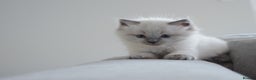 Ragdoll cats for sale: Splendid perfect Ragdolls for your love oness - Advert 2