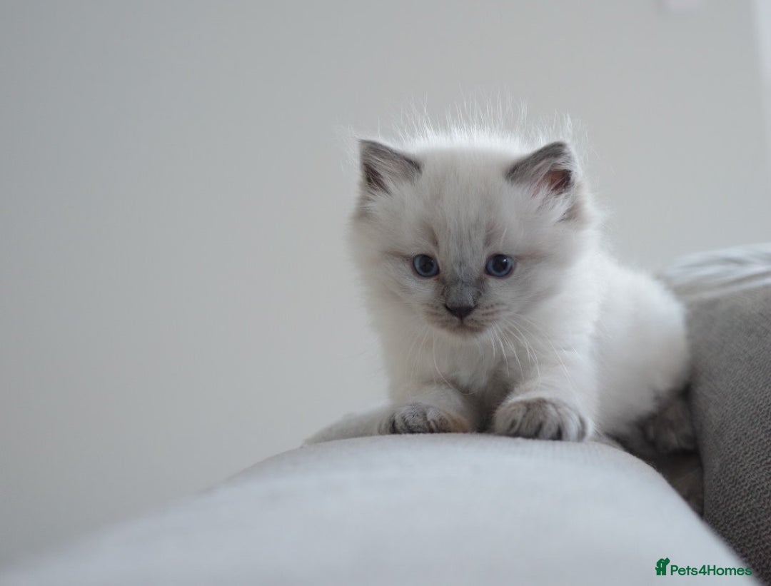 Ragdoll cats for sale: Splendid perfect Ragdolls for your love oness - Advert 2