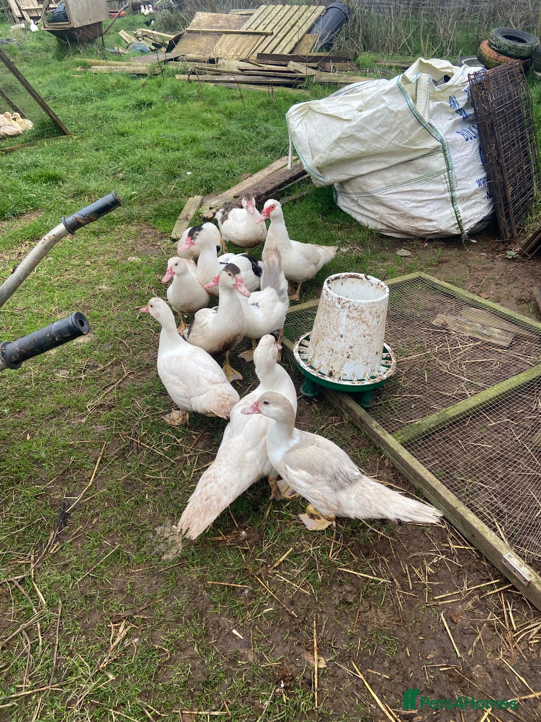 Ducks poultry for sale: Pure Muscovy ducks for sale - Image 2