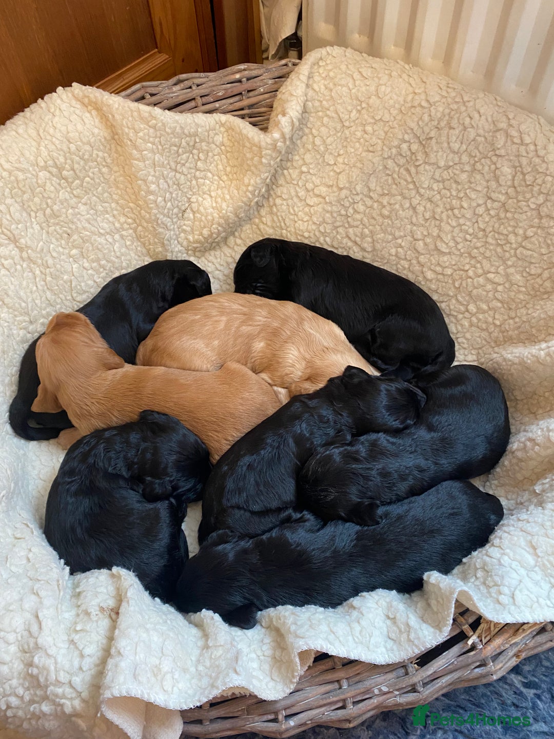 Goldendoodle dogs for sale: Gorgeous Goldendoodle Puppies - Image 4