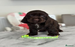 Cocker Spaniel dogs for sale: Full show line health tested cocker spaniel puppy - Image 9