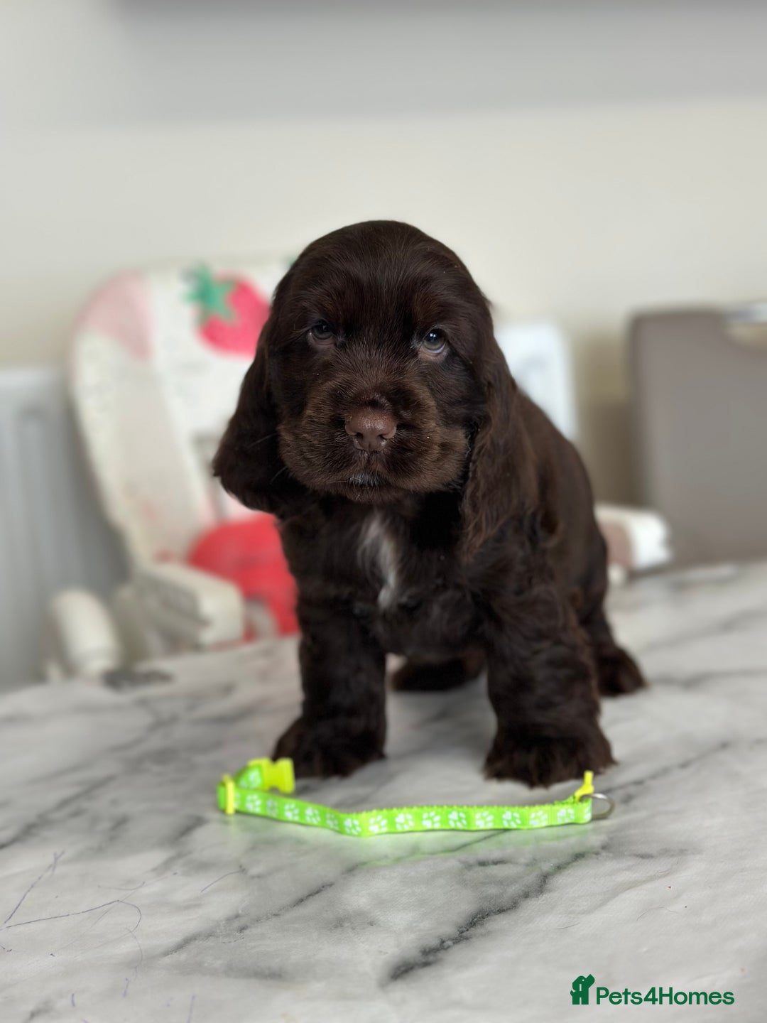 Cocker Spaniel dogs for sale: Full show line health tested cocker spaniel puppy - Image 9