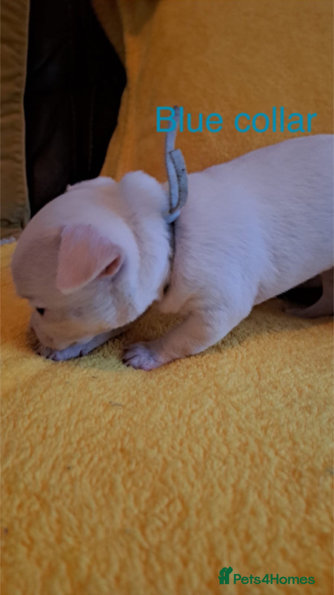 Chihuahua dogs for sale: Beautiful Chihuahua Puppies  - Image 9