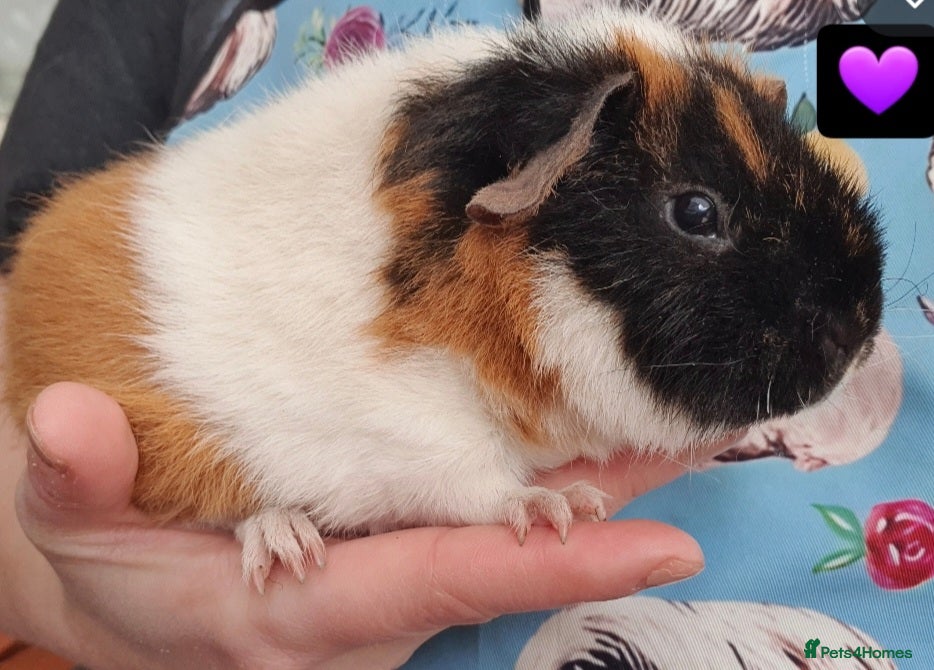 Guinea Pig rodents Beautiful guinea pigs  - Advert 2