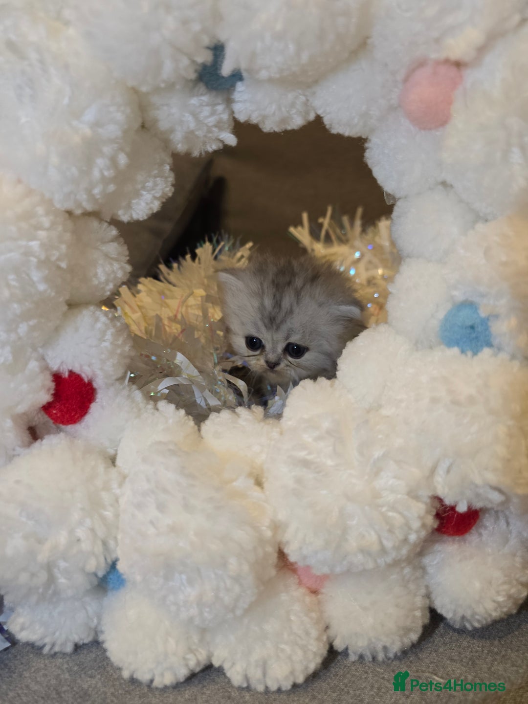 Persian cats for sale: Persian fluffy angels - Advert 20