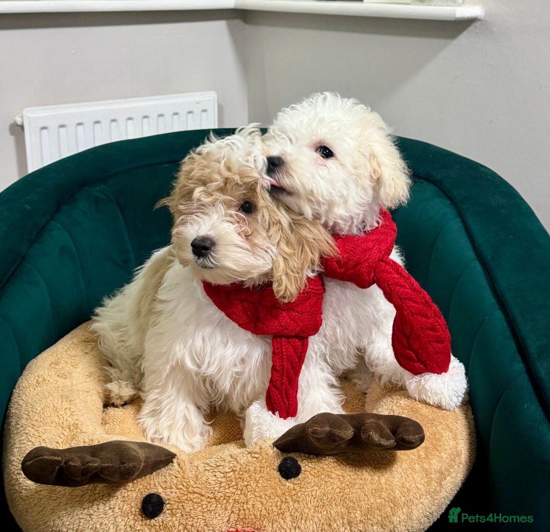 Maltipoo dogs for sale: 2 GORGEOUS FEMALE MALTIPOO PUPPIES - Advert 4