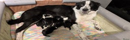 Border Collie dogs for sale: Three border collie pups for sale. - Advert 5
