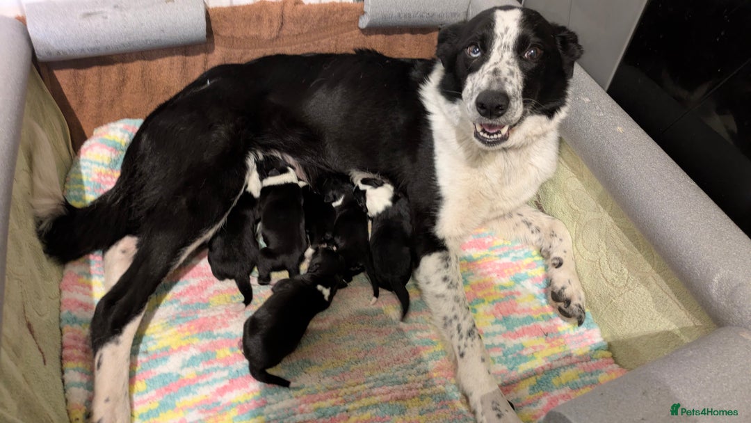 Border Collie dogs for sale: Three border collie pups for sale. - Advert 5