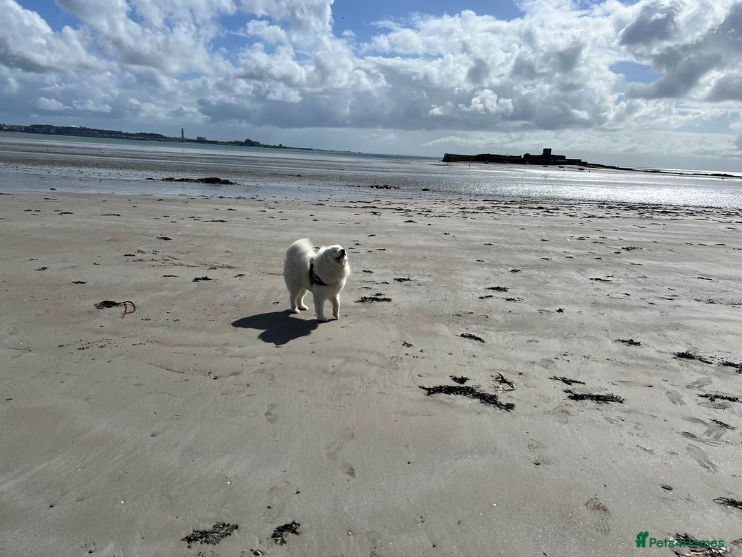 Samoyed dogs for stud: Purebred KC Registered SAMOYED Stud for Breeding  in Reading - Advert 27