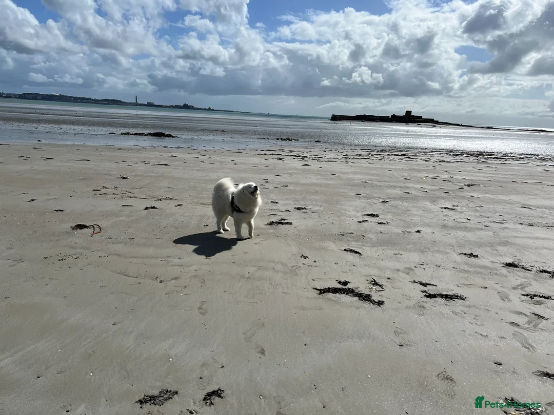 Samoyed dogs for stud: Purebred KC Registered SAMOYED Stud for Breeding  in Reading - Advert 27