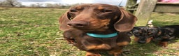Miniature Dachshund dogs for stud: Proven KC Reg, PRA clear, Miniature Dachshund  in Hinckley - Advert 2
