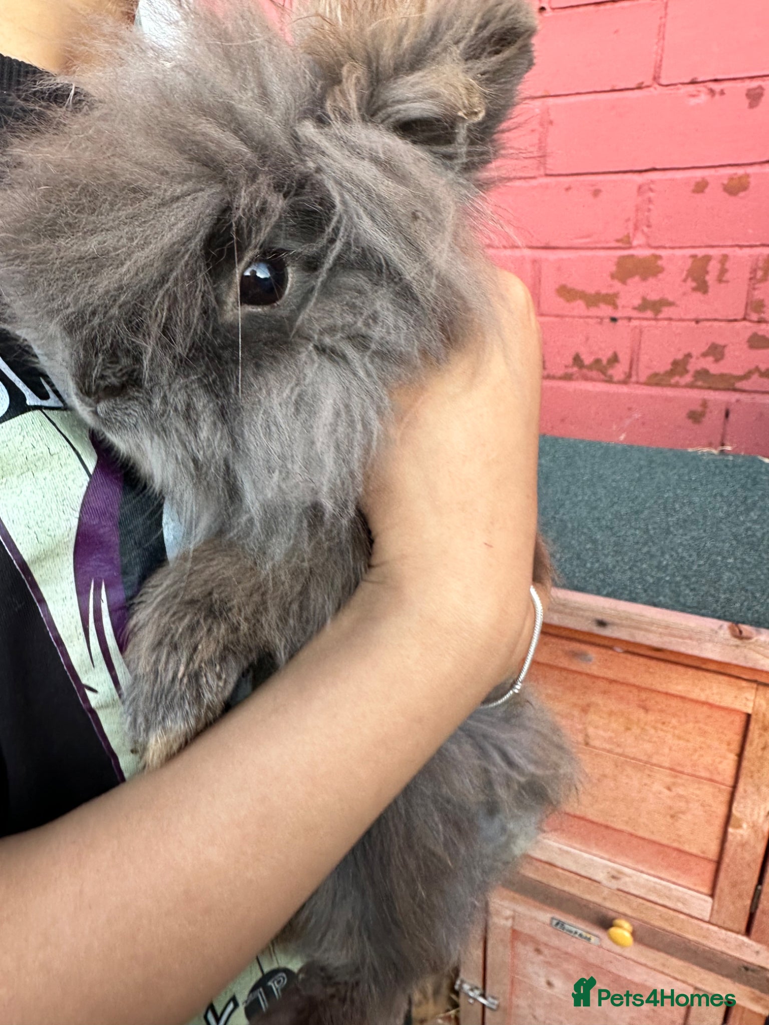 Mini Lion Lop rabbits Baby rabbits 8 weeks now !! - Advert 2