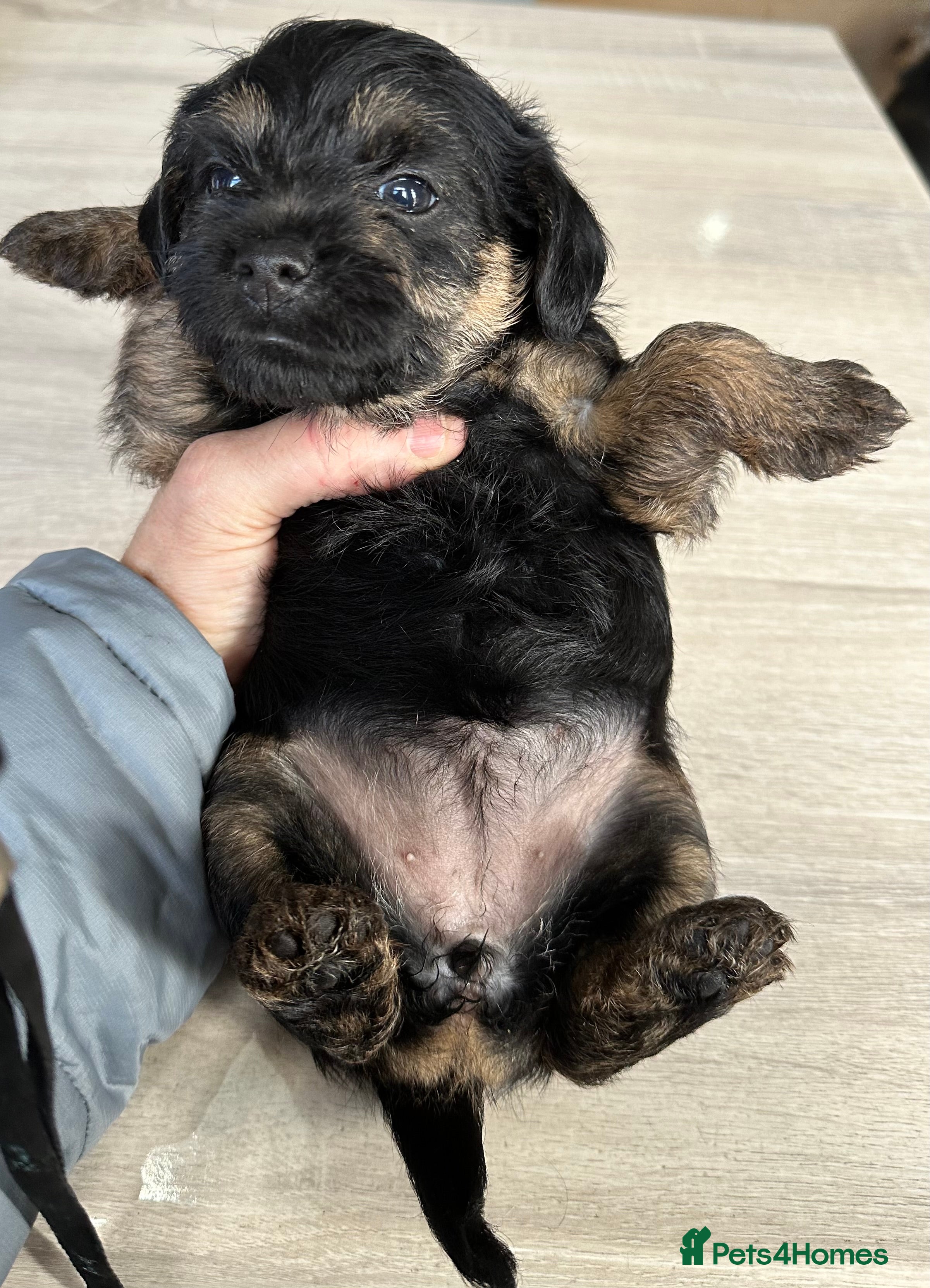 Border Terrier dogs BORDER TERRIERS PUPPIES - Advert 2