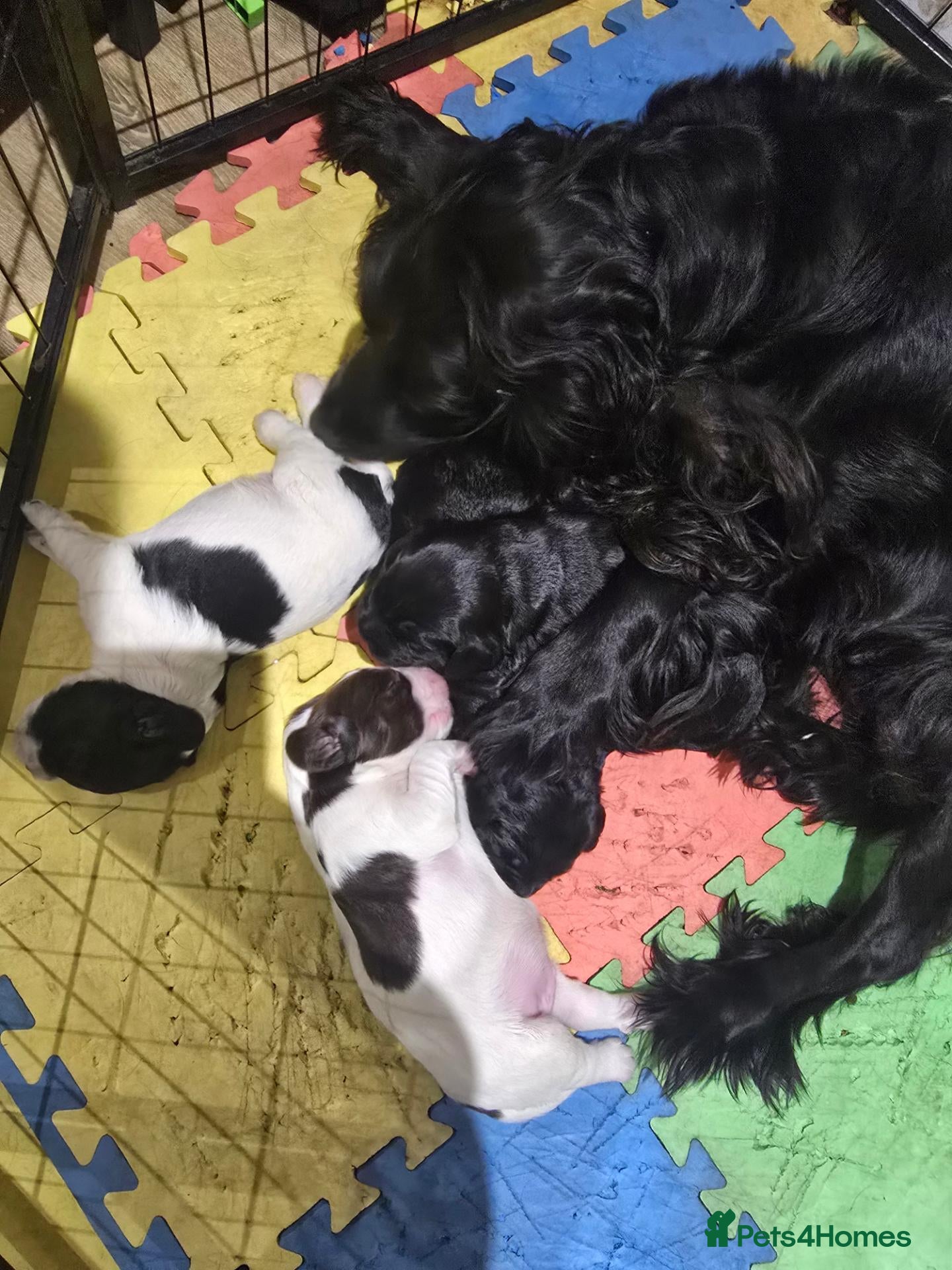 Cocker Spaniel dogs Cocker spaniel puppies*** - Advert 17