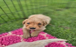 Golden Retriever dogs for sale: KC Registered Golden Retrievers - Image 14