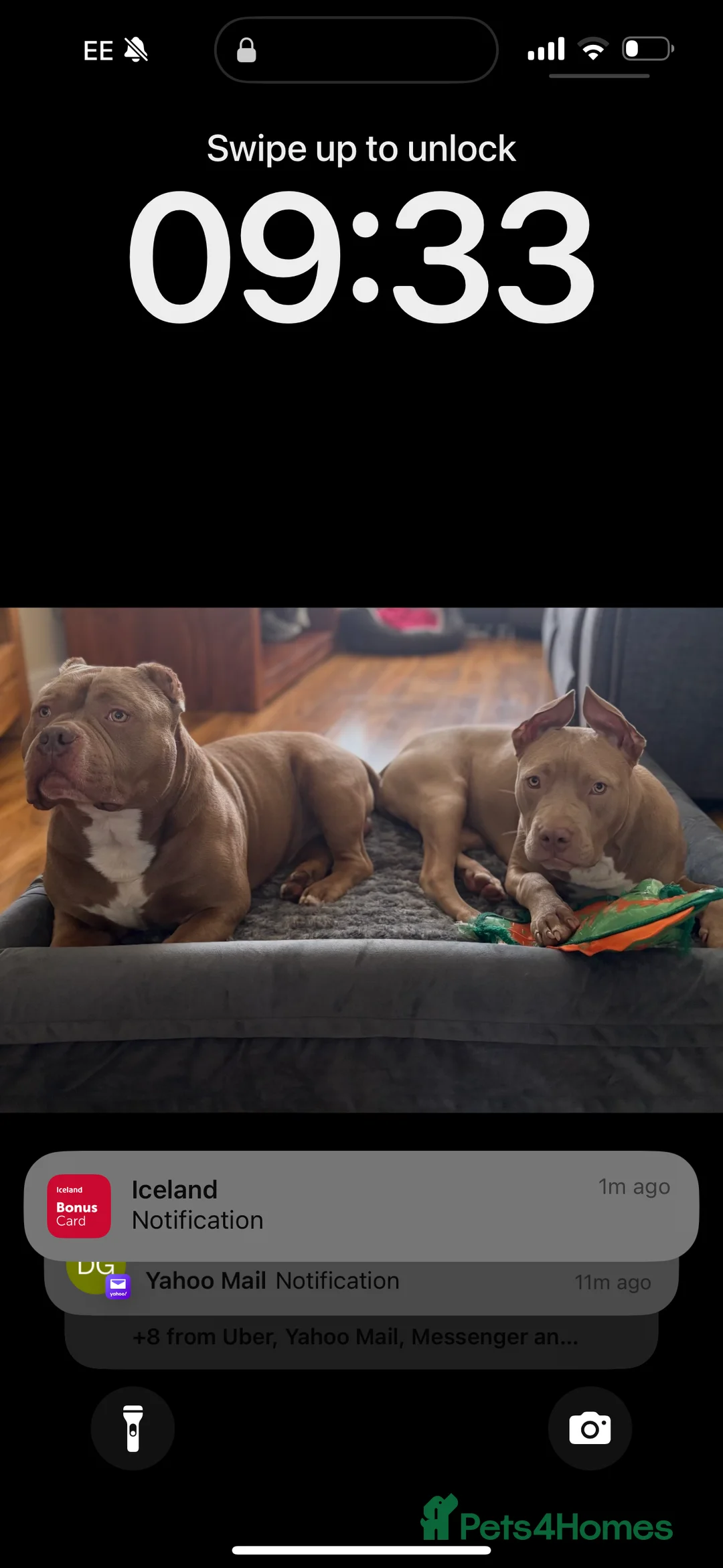 Mixed Breed dogs for sale: 1year old pocket / staff , sadie - Advert 1