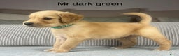Golden Retriever dogs for sale: KC GOLDENS FROM HIP ELBOW DNA GOOD LINEAGE - Advert 25