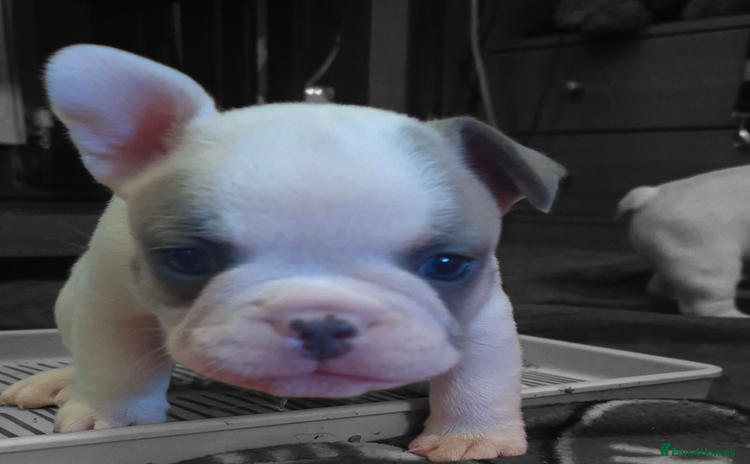 French Bulldog dogs - Advert 10