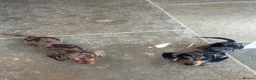 Miniature Dachshund dogs for sale: Ready now, 1 stunning dapple miniature dachshunds  - Advert 6