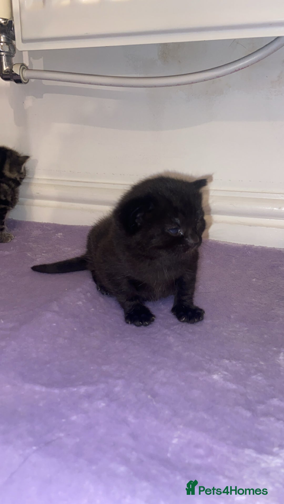 British Shorthair cats for sale: 2 female tabby kittens  - Advert 8