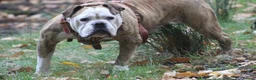 Alapaha Blue Blood Bulldog dogs for sale: SUPERB PICK OF LITTER PUP 5***** - Advert 29