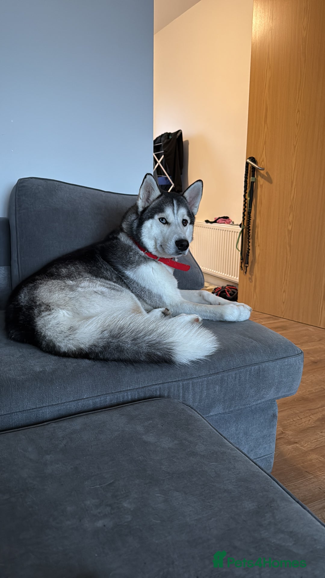 Siberian Husky dogs for stud: Siberian husky for stud  - Advert 2