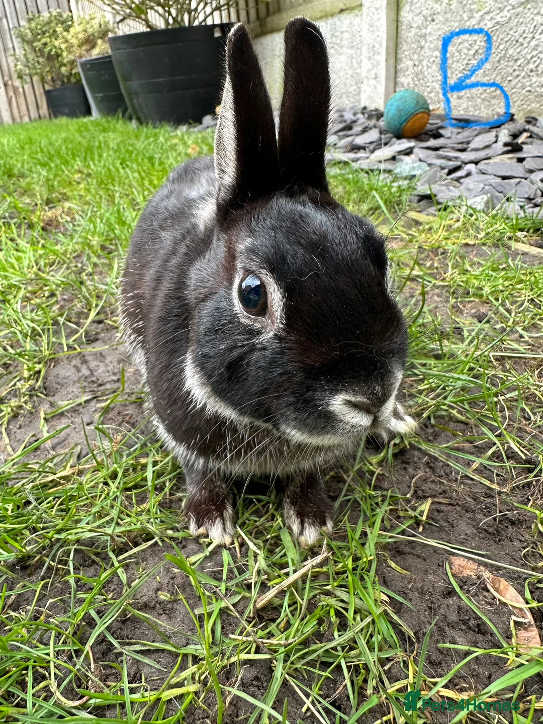 Netherland Dwarf rabbits for sale: Netherland Dwarf Rabbits for sale  - Advert 7