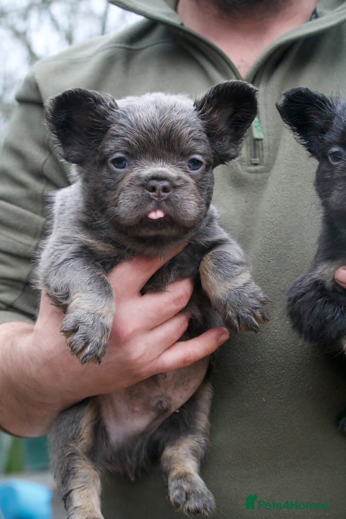 French Bulldog dogs Fluffy French Bulldog - Advert 5