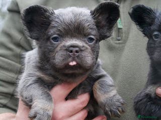 French Bulldog dogs Fluffy French Bulldog - Advert 4