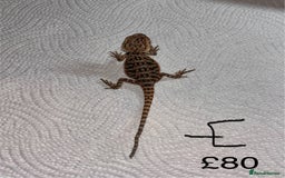 Bearded Dragon reptiles for sale: Various Baby Bearded Dragons For Sale - Advert 10