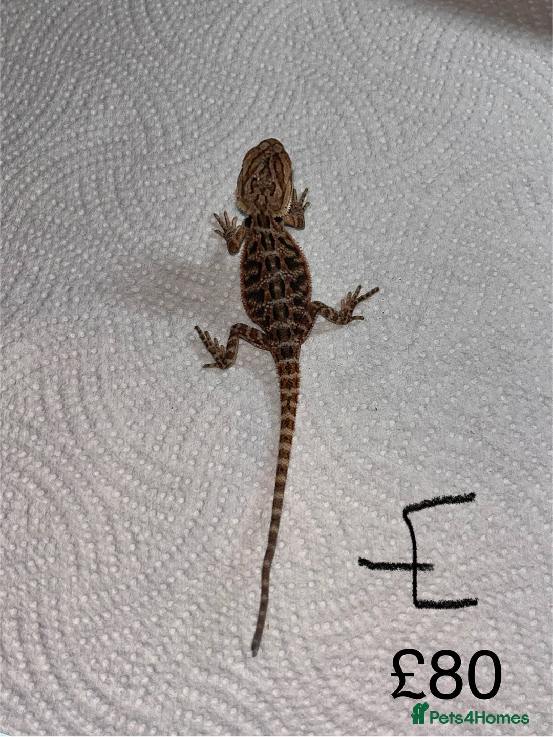 Bearded Dragon reptiles for sale: Various Baby Bearded Dragons For Sale - Advert 10
