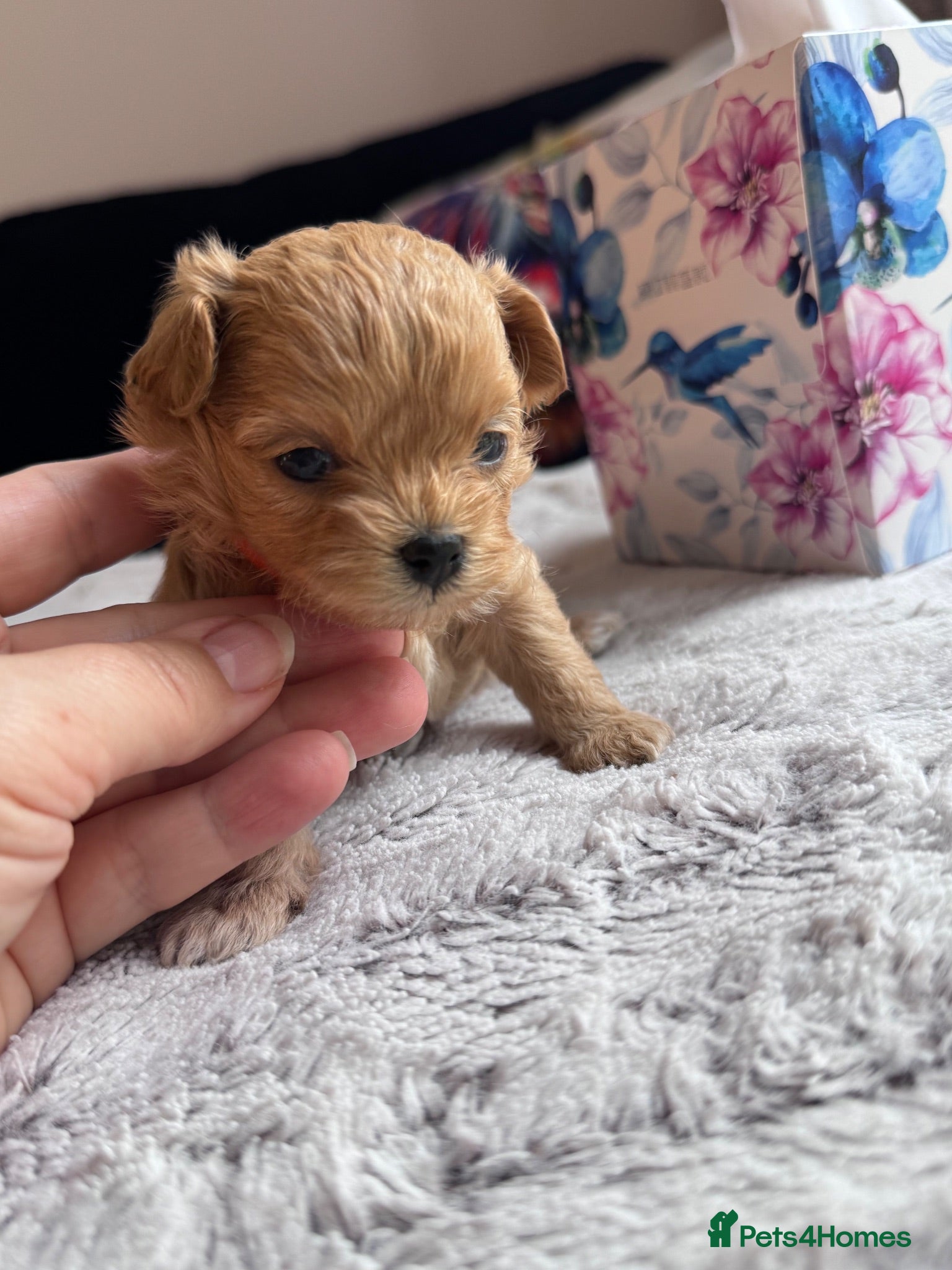 Maltipoo dogs 🧸Maltipoo puppies Korean & Asian lines - Advert 2