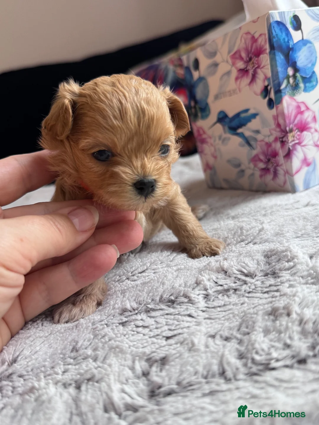 Maltipoo dogs for sale: 🧸Maltipoo puppies Korean & Asian lines - Advert 2