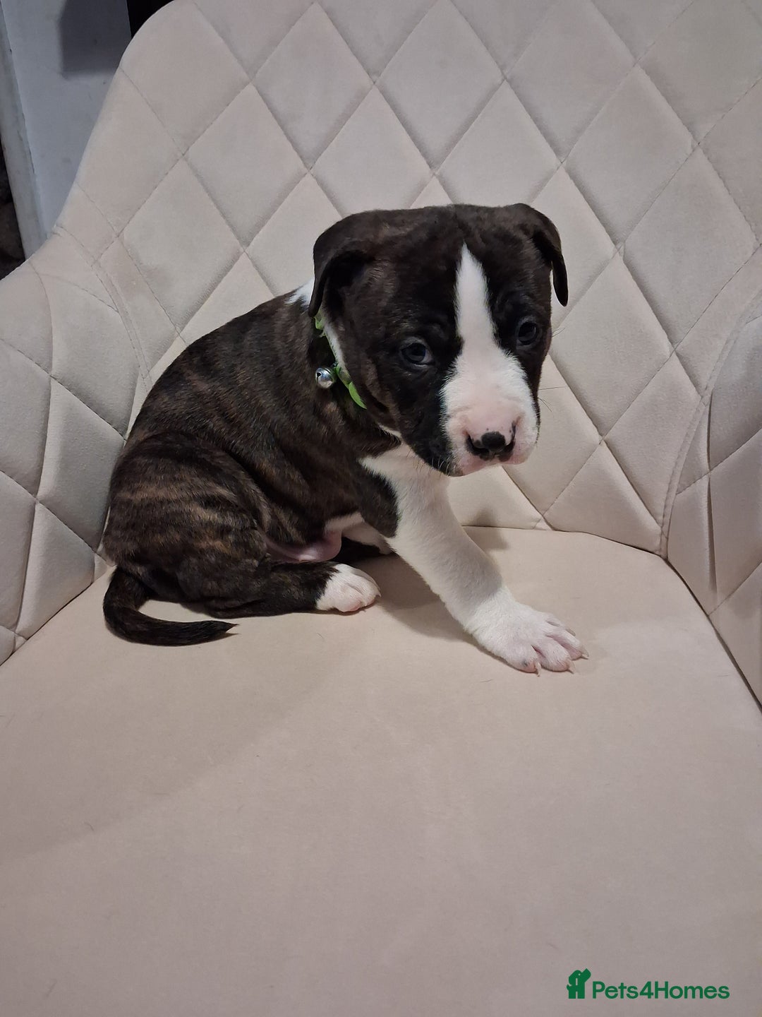 Mixed Breed dogs for sale: American bully Staffordshire bull terrier Puppies  - Advert 13