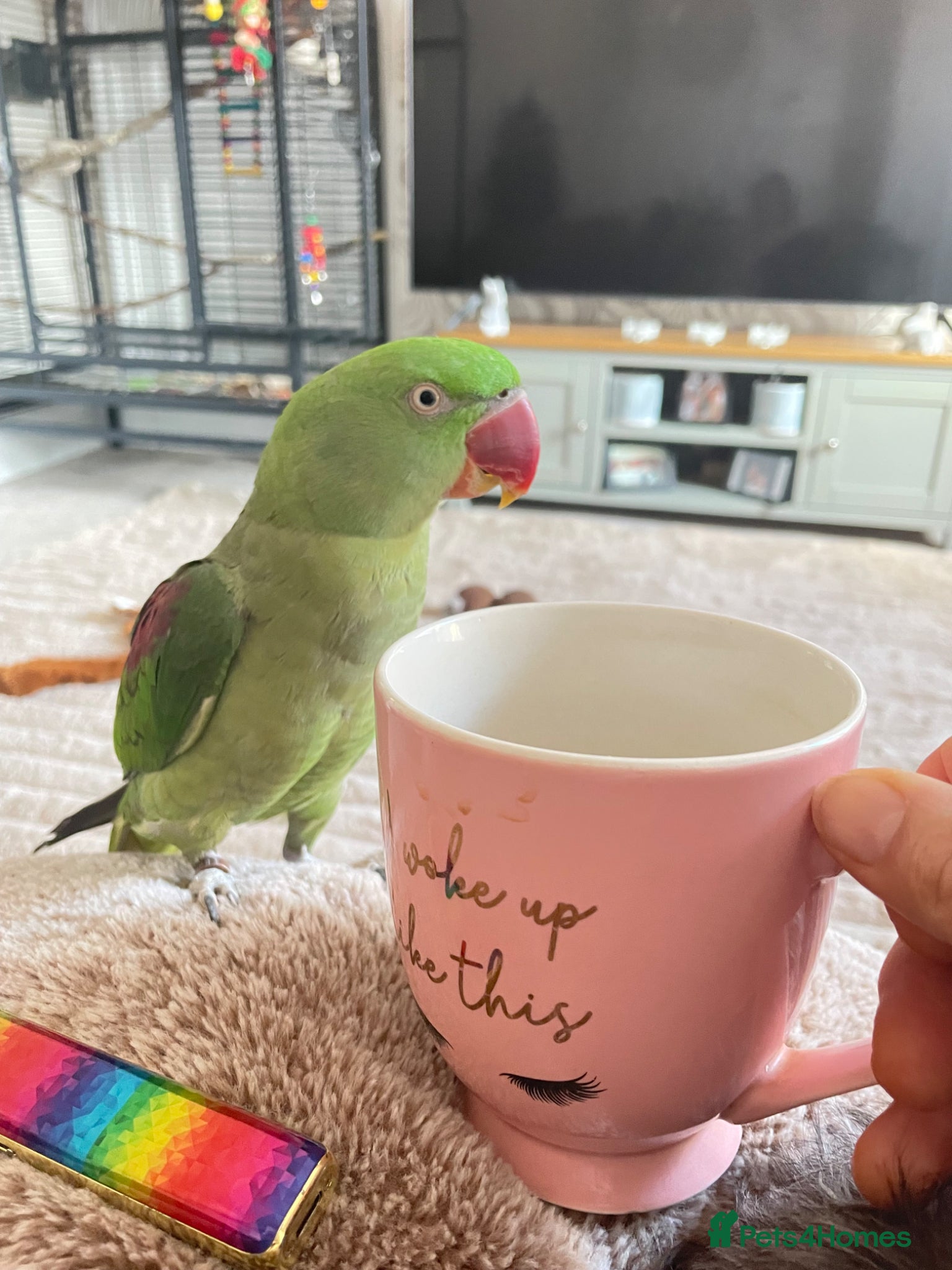 Parrots birds Female Alexandrine parrot aged 4  - Advert 1