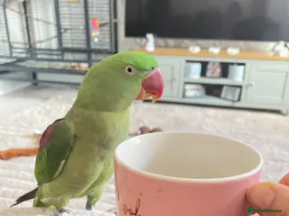 Parrots birds Female Alexandrine parrot aged 4 - Advert 1