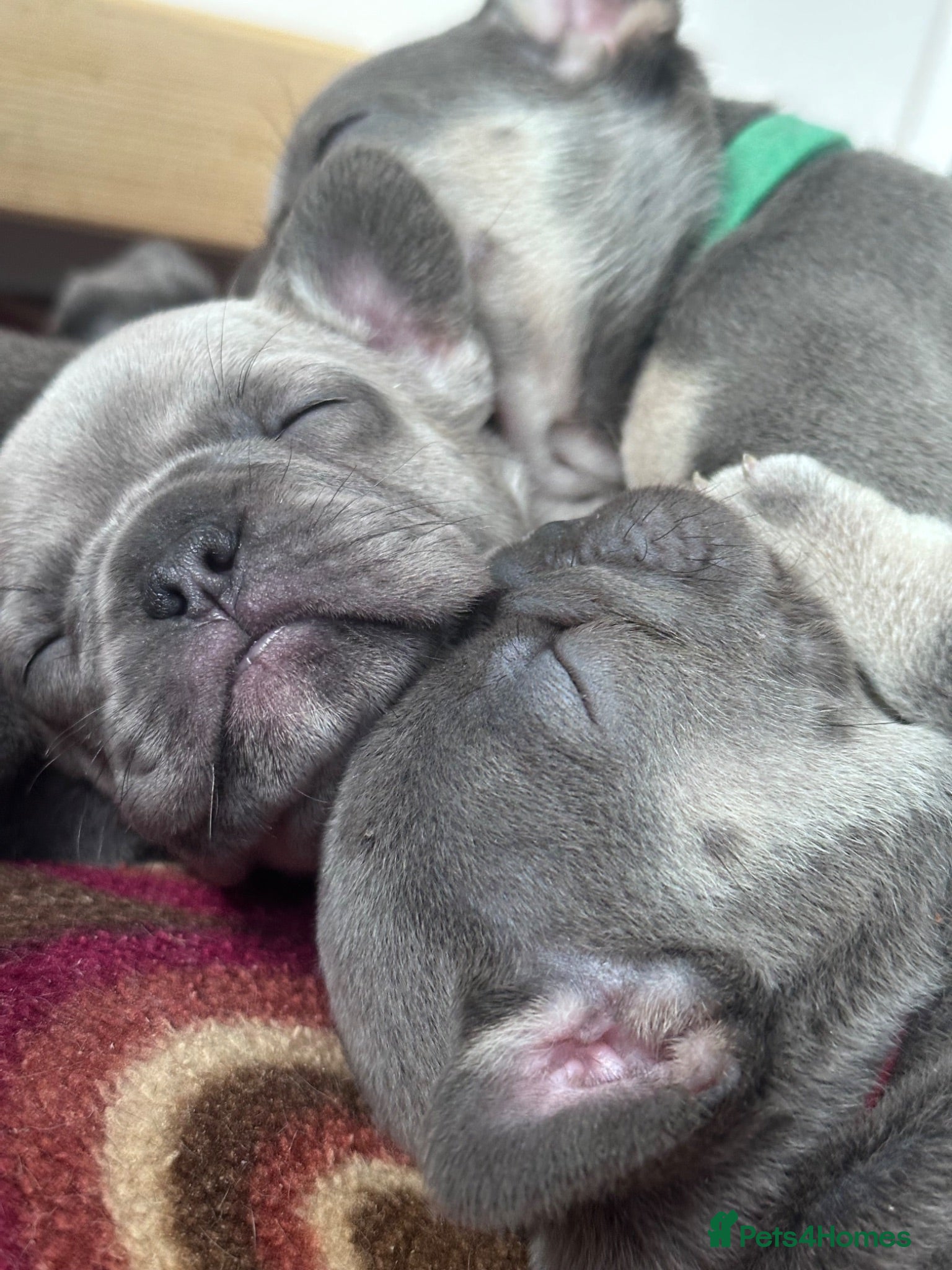 French Bulldog dogs French Bulldog puppies  - Advert 2