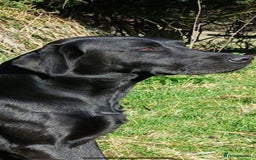 Labrador Retriever dogs for sale: Beautiful Working Labrador Puppies KC Registered  - Image 8