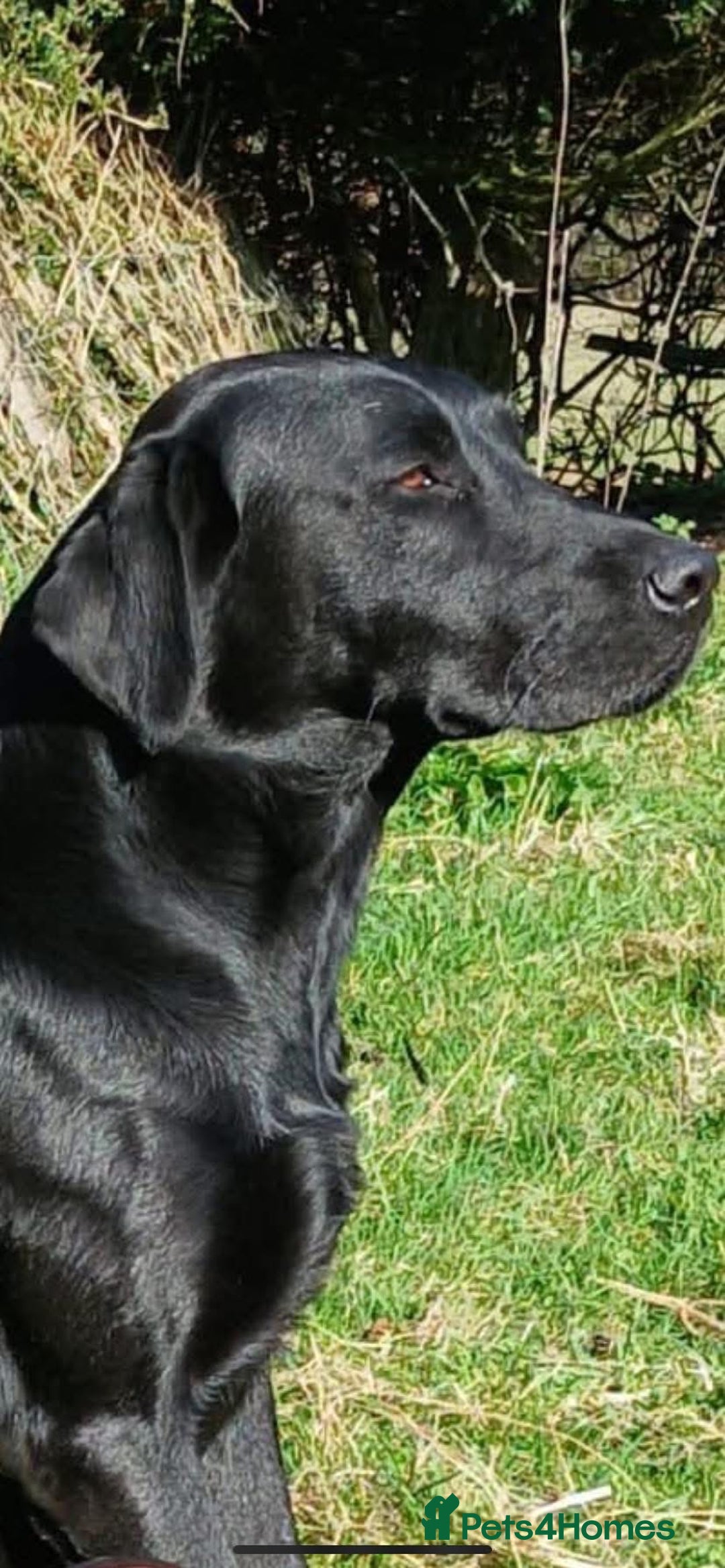 Labrador Retriever dogs for sale: Beautiful Working Labrador Puppies KC Registered  - Image 8