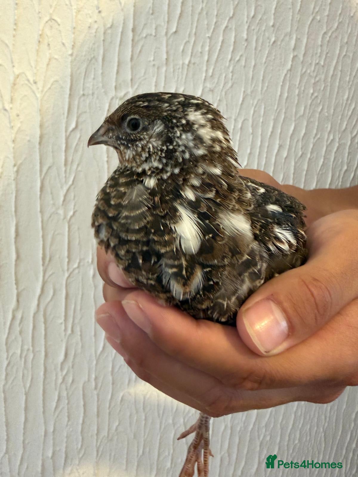 Quail poultry Unsexed Coturnix Quail just over 4 weeks old - Advert 1