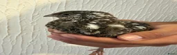Quail poultry for sale: Unsexed Coturnix Quail just over 4 weeks old in Beckenham - Advert 1