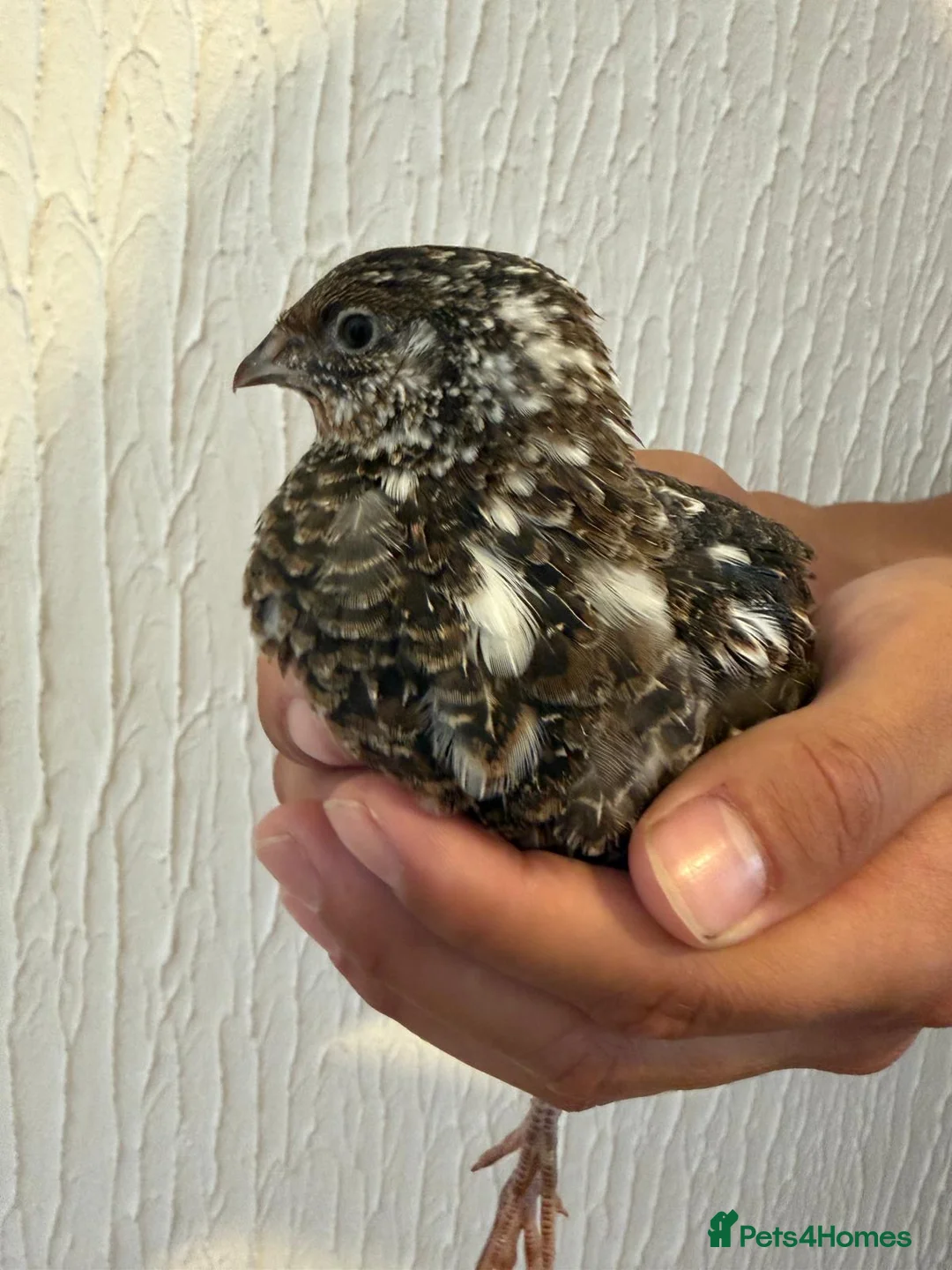 Quail poultry for sale: Unsexed Coturnix Quail just over 4 weeks old in Beckenham - Advert 1