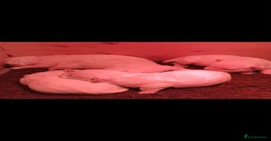 West Highland Terrier dogs West Highland Terrier Puppies - Advert 4