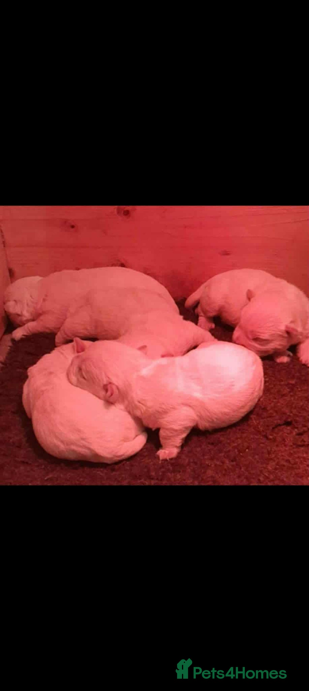 West Highland Terrier dogs for sale: West Highland Terrier Puppies - Advert 6