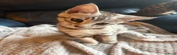 Mixed Breed cats for sale: Maine Coon x Bengal Kitten - Advert 5
