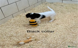 Sproodle dogs for sale: Sproodle puppies, exp breeder, Lancashire  - Image 17