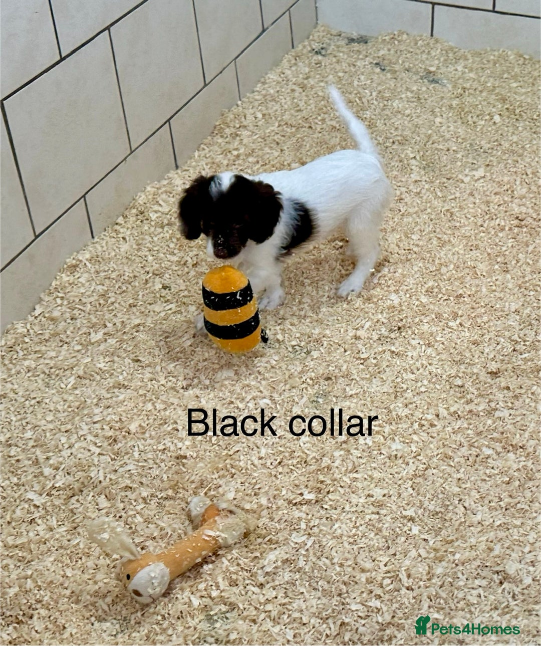 Sproodle dogs for sale: Sproodle puppies, exp breeder, Lancashire  - Image 17