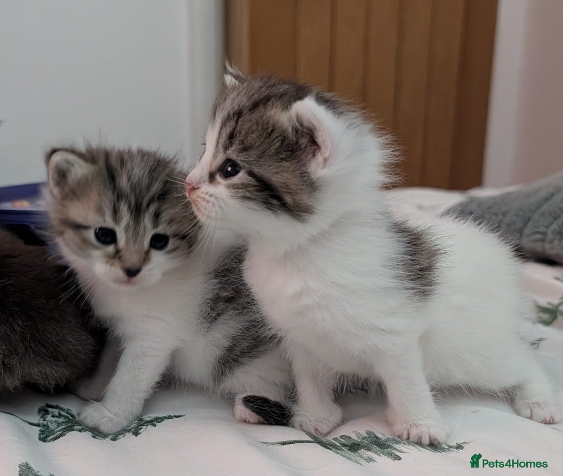 Domestic Shorthair cats 2 Kittens for sale  - Advert 14